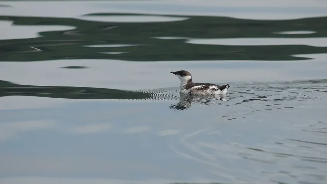 Marbled murrelet facts on the North American bird