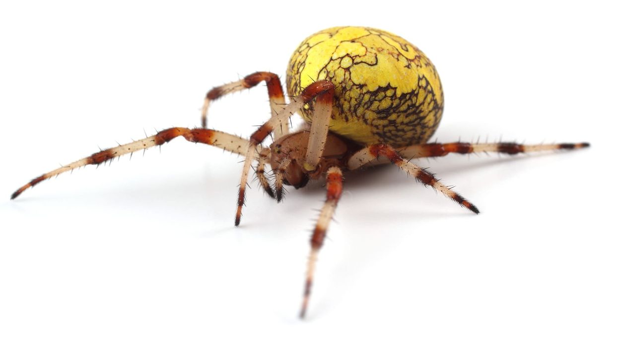 Marbled orb-weaver facts tell us about their webs.