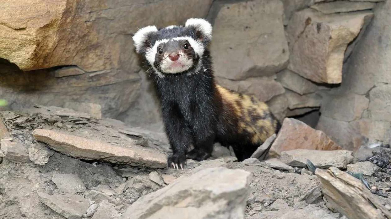 Marbled polecats facts are interesting for both children and cats alike.
