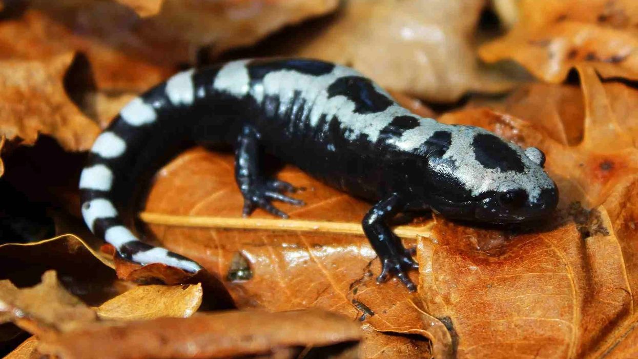 Marbled Salamander facts are very interesting to learn.