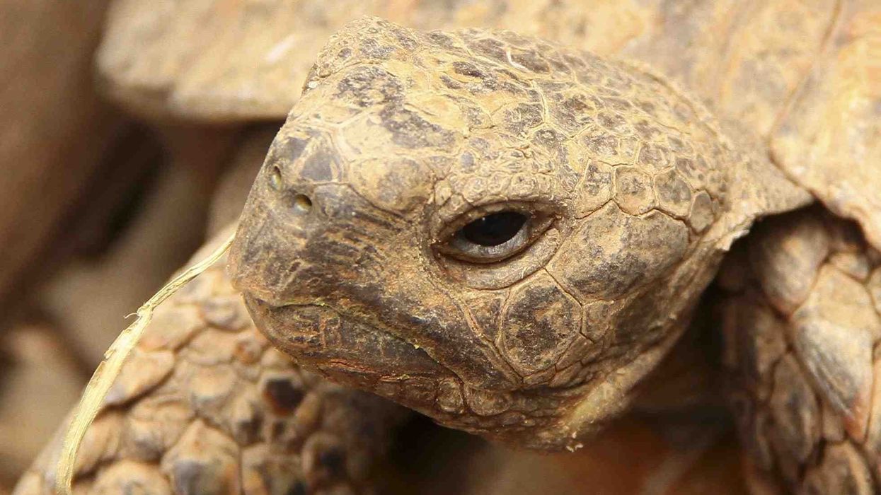 Marginated tortoise facts are interesting