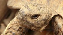 Marginated tortoise facts are interesting