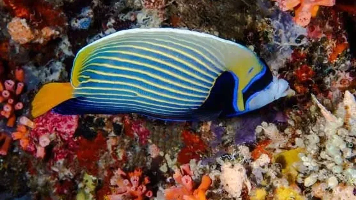 Marine angelfish facts like they can blend in their environment easily are interesting