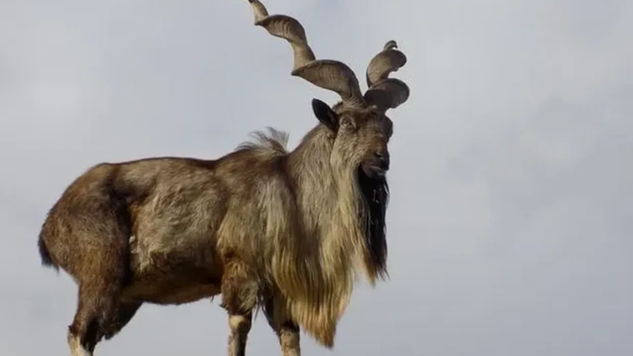 Markhor facts can be very interesting to read.