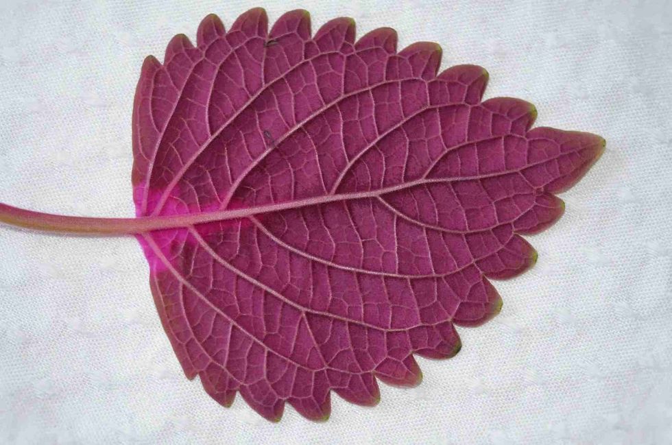 Maroon is a darker shade of red
