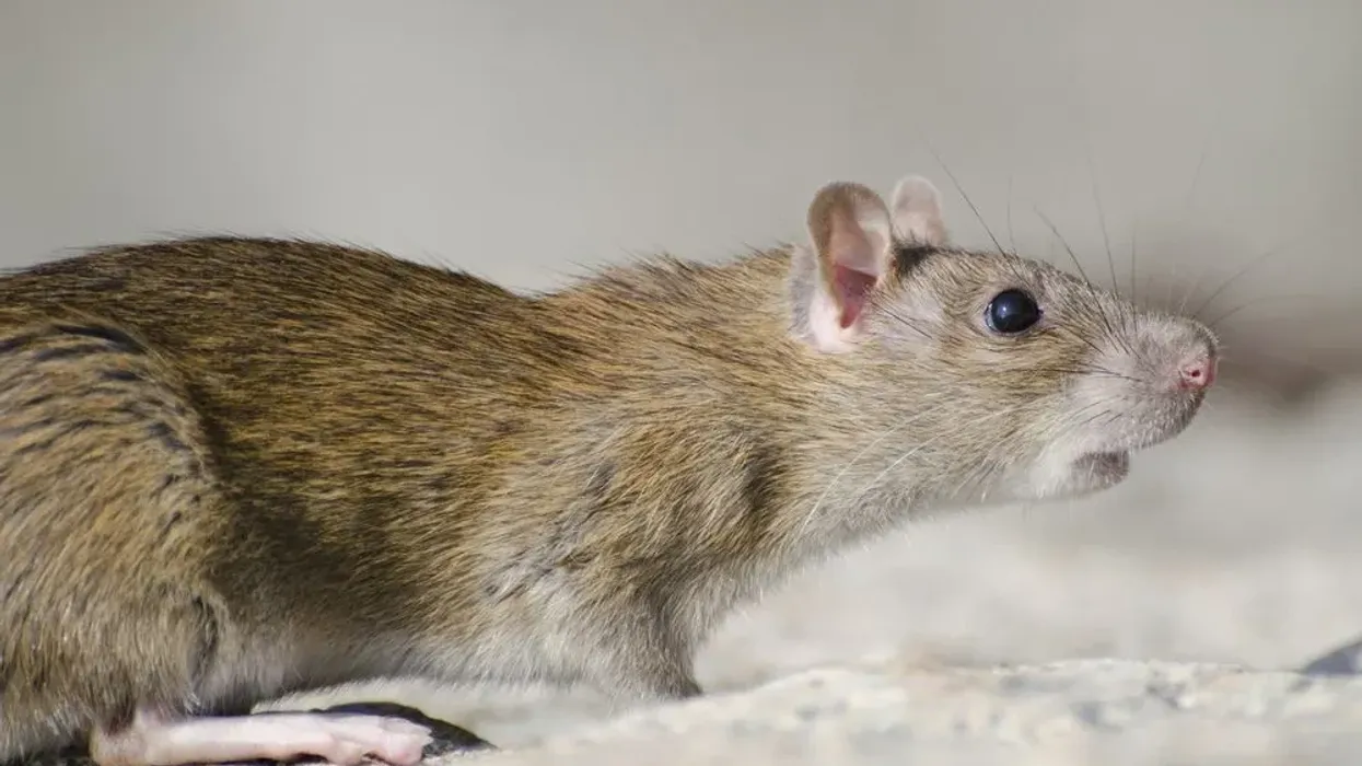 Marsh rice rat facts are interesting to learn about.