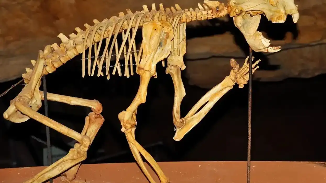 Marsupial lion facts are all about an extinct lion species of the Thylacoleo genus