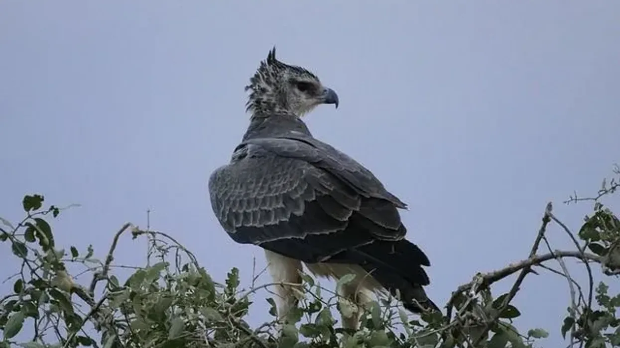 Martial eagle facts are all about this solitary bird native to Africa.