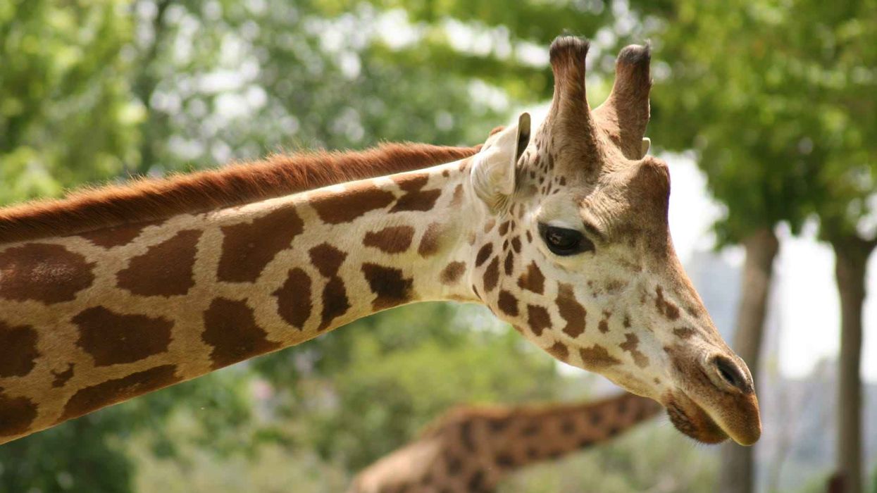 Masai Giraffe facts on the majestic African beasts