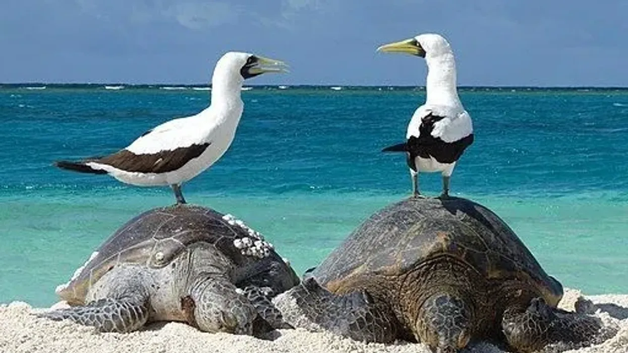 Masked Booby Fact File