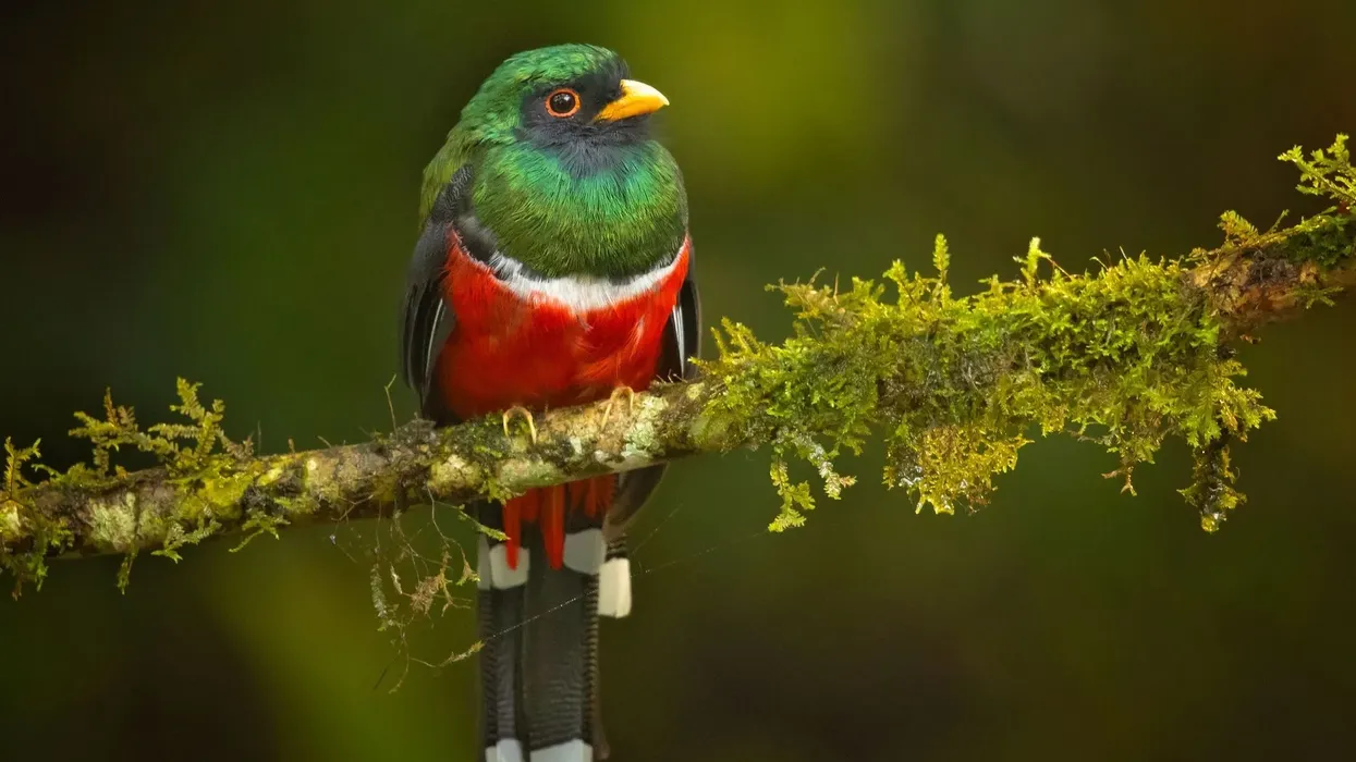 Masked trogon facts are about this bird in the Trogon genus.