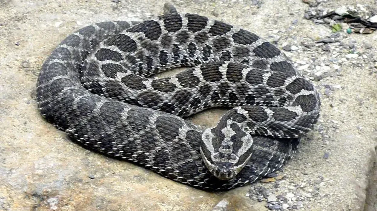 Massasauga facts to unearth the world of this fascinating rattlesnake.