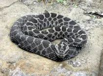 Massasauga facts to unearth the world of this fascinating rattlesnake.