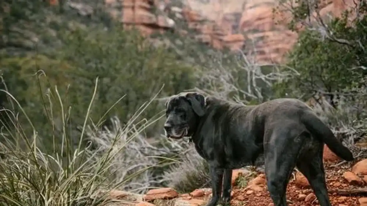 Mastador facts about the mastiff and lab mix that people sometimes confuse with the bull Mastador.