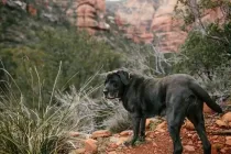 Mastador facts about the mastiff and lab mix that people sometimes confuse with the bull Mastador.