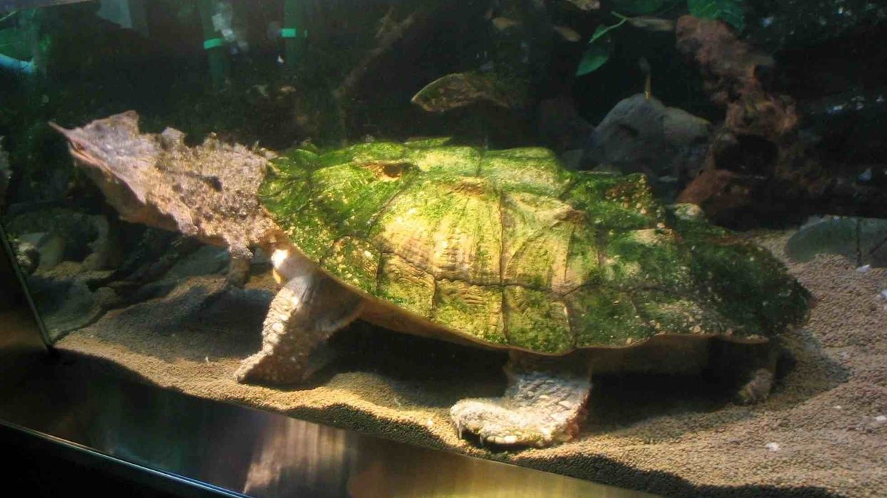 Mata mata turtle facts about the species with highly sensitive sensory nerves