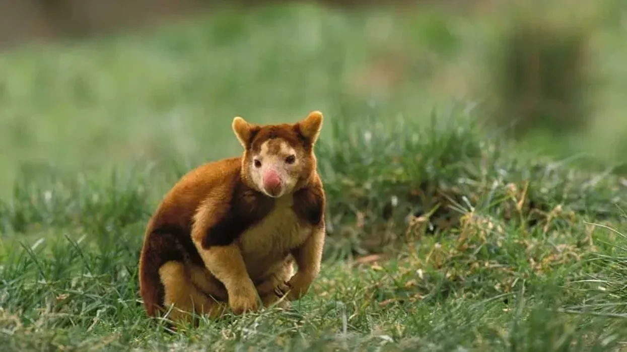 Matschie's tree kangaroo facts like they have strong muscles to help them climb tall trees are interesting