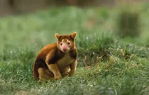 Matschie's tree kangaroo facts like they have strong muscles to help them climb tall trees are interesting