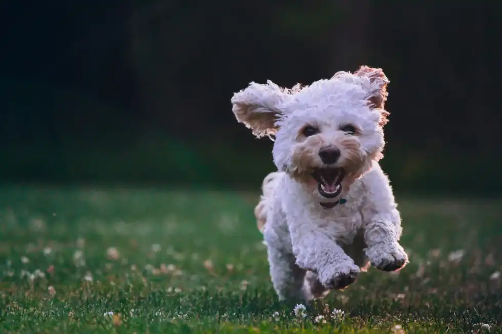 Matted dog hair isn't a new discovery but is still as problematic as it was years ago.