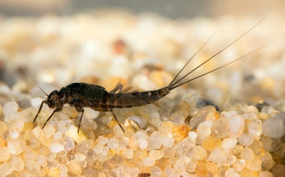 Mayfly larvae in freshwater aquarium