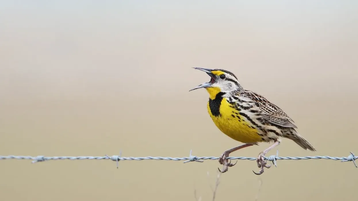 Meadowlark facts about a small colorful bird.