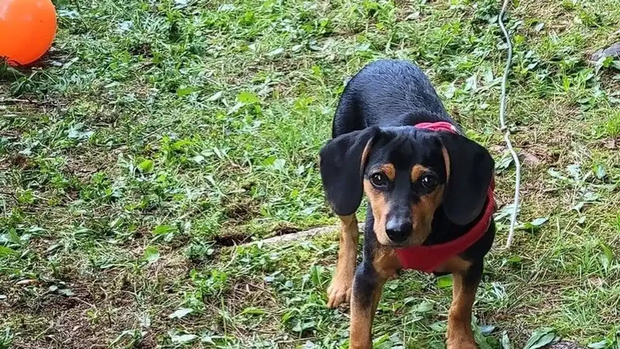 Meagle facts are fun.