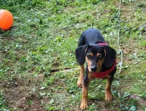 Meagle facts are fun.