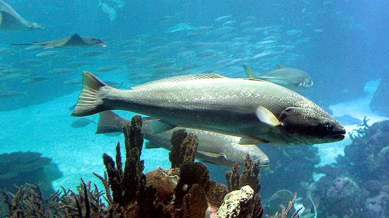 Meagre fish facts about a fish commonly found in the Mediterranean Sea, Atlantic Ocean, and the Red Sea.