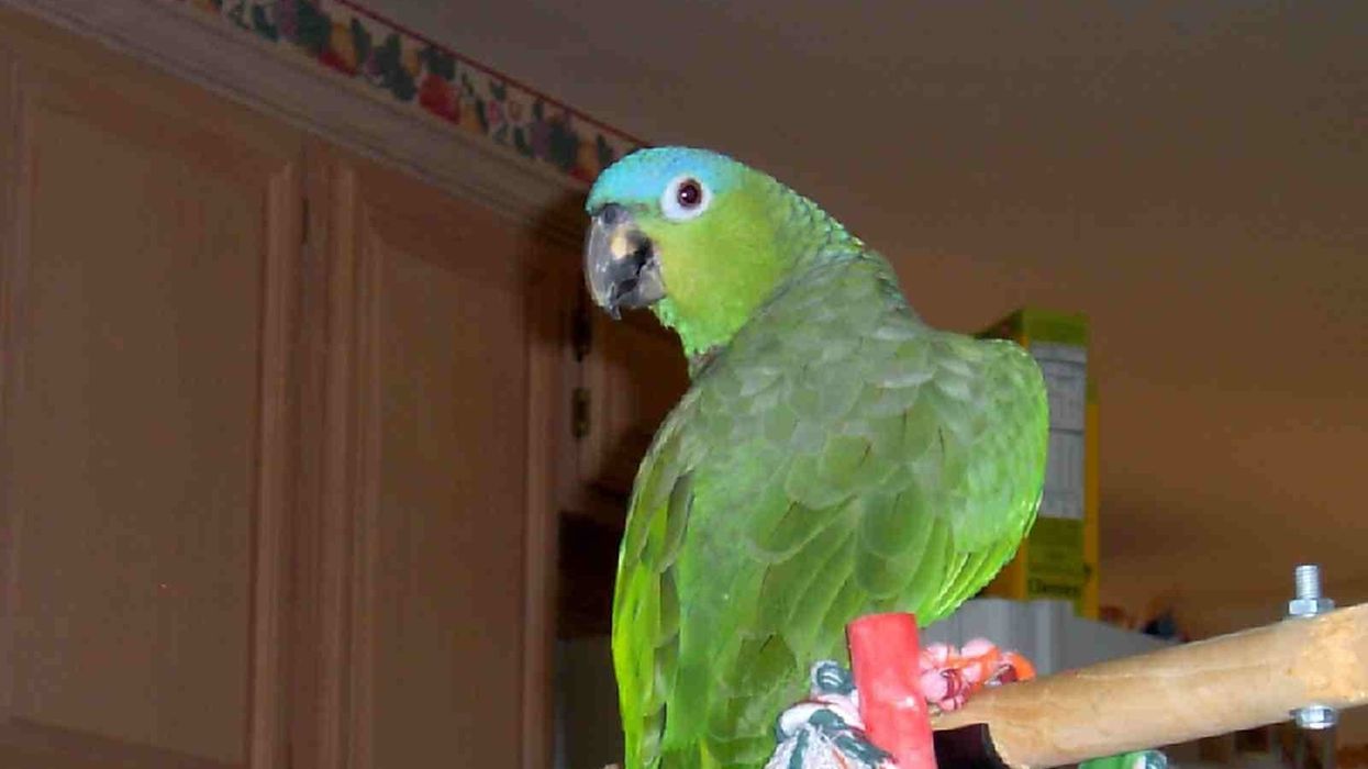 Mealy parrot facts about the fun, and social beings.