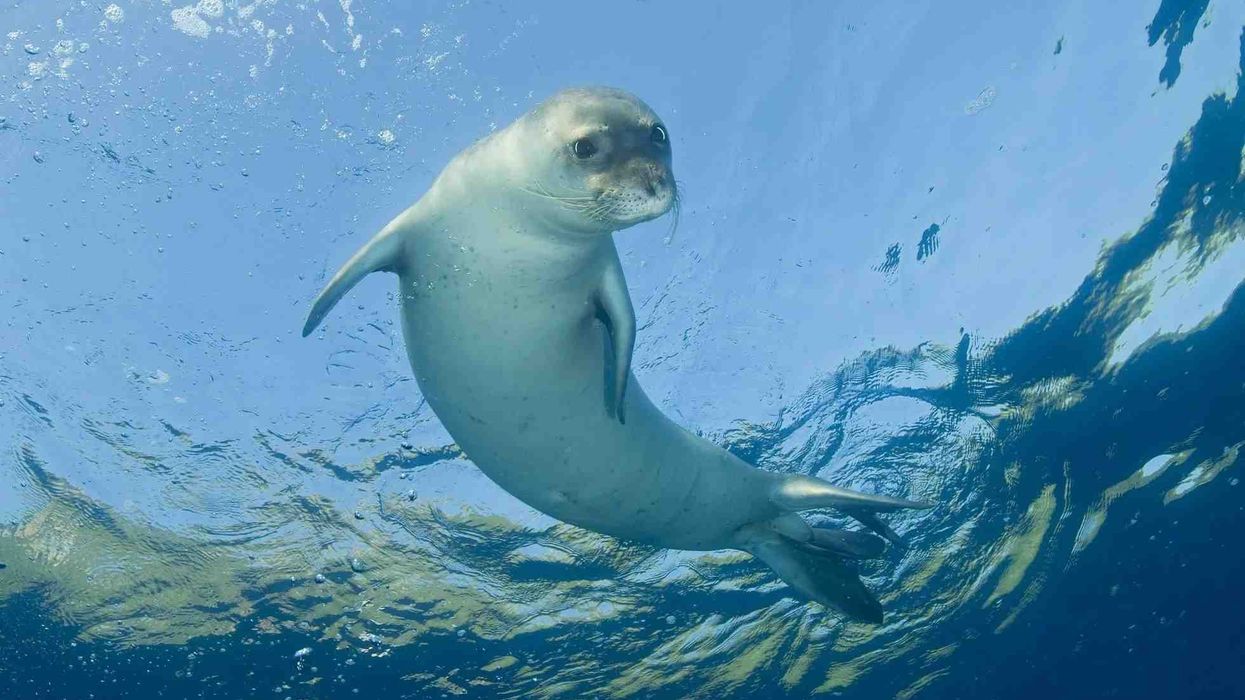 Mediterranean monk seal facts are extremely dynamic and interesting to read.