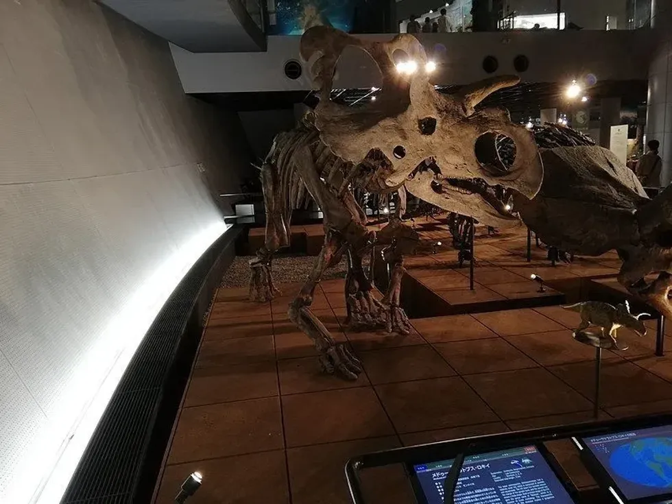 Medusaceratops facts that kids are sure to love!