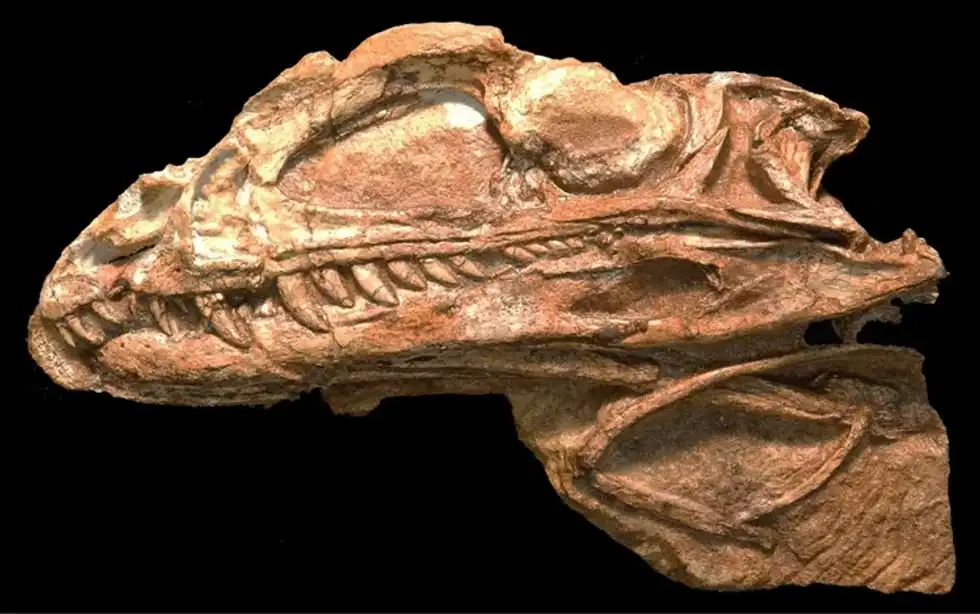 Megapnosaurus facts for kids including details about its range, classification, and fossil remains