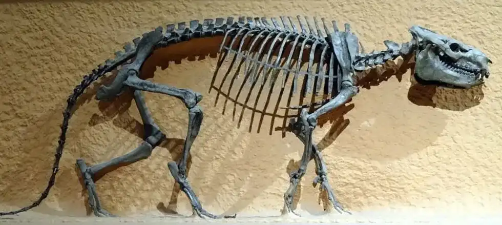 Merycoidodon facts include details about its size, history, morphology, taxonomy, and fossil distribution.