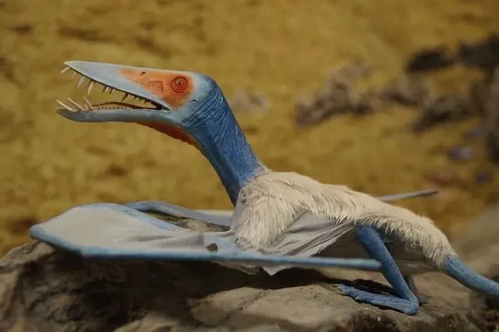 Mesadactylus facts about one of the smallest Pterosaurs from the Morrison are amazing.