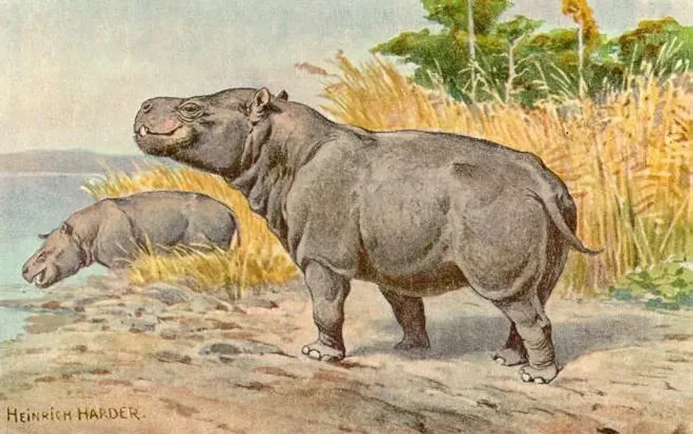 Metamynodon facts include details like is a genus of Amynodont rhinoceros.