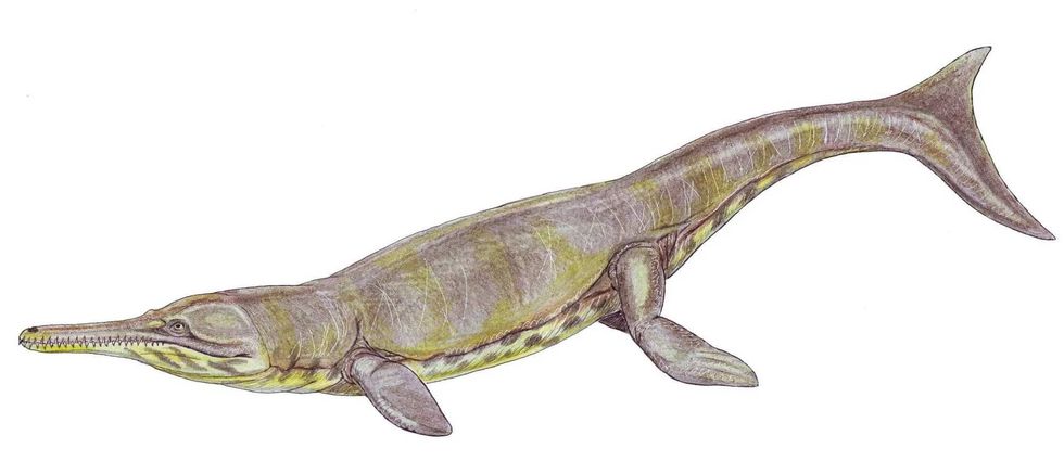 Metriorhynchus was a prehistoric crocodile.
