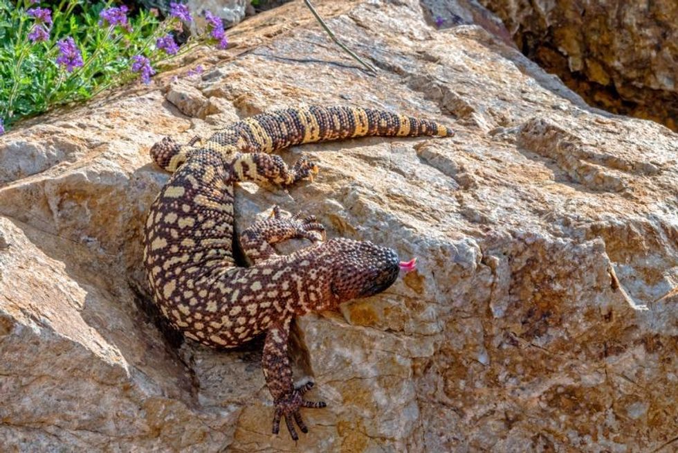 Mexican Beaded Lizard climbing down a Garden