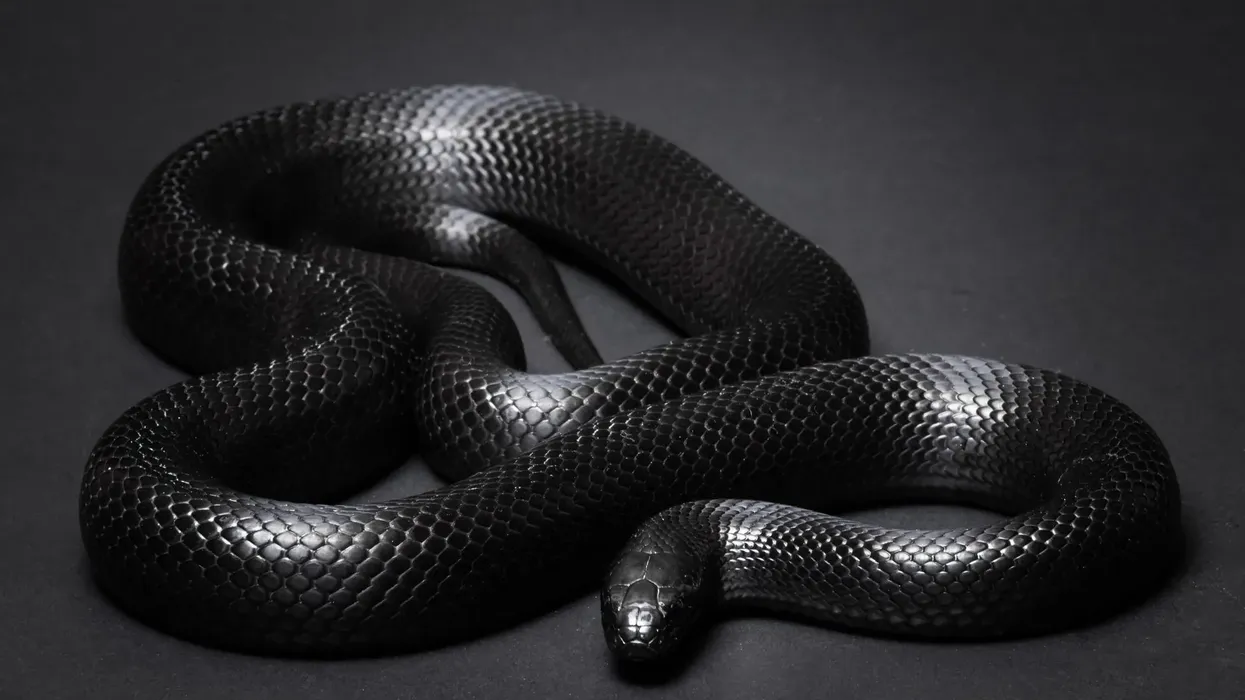 Mexican black kingsnake facts will pique your interest as it is a beautiful black reptile.
