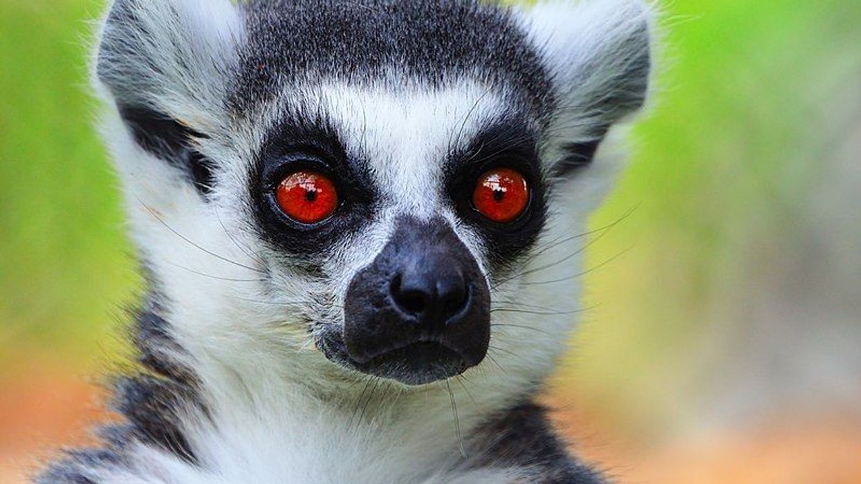 Mexican lemur facts for kids are educational.