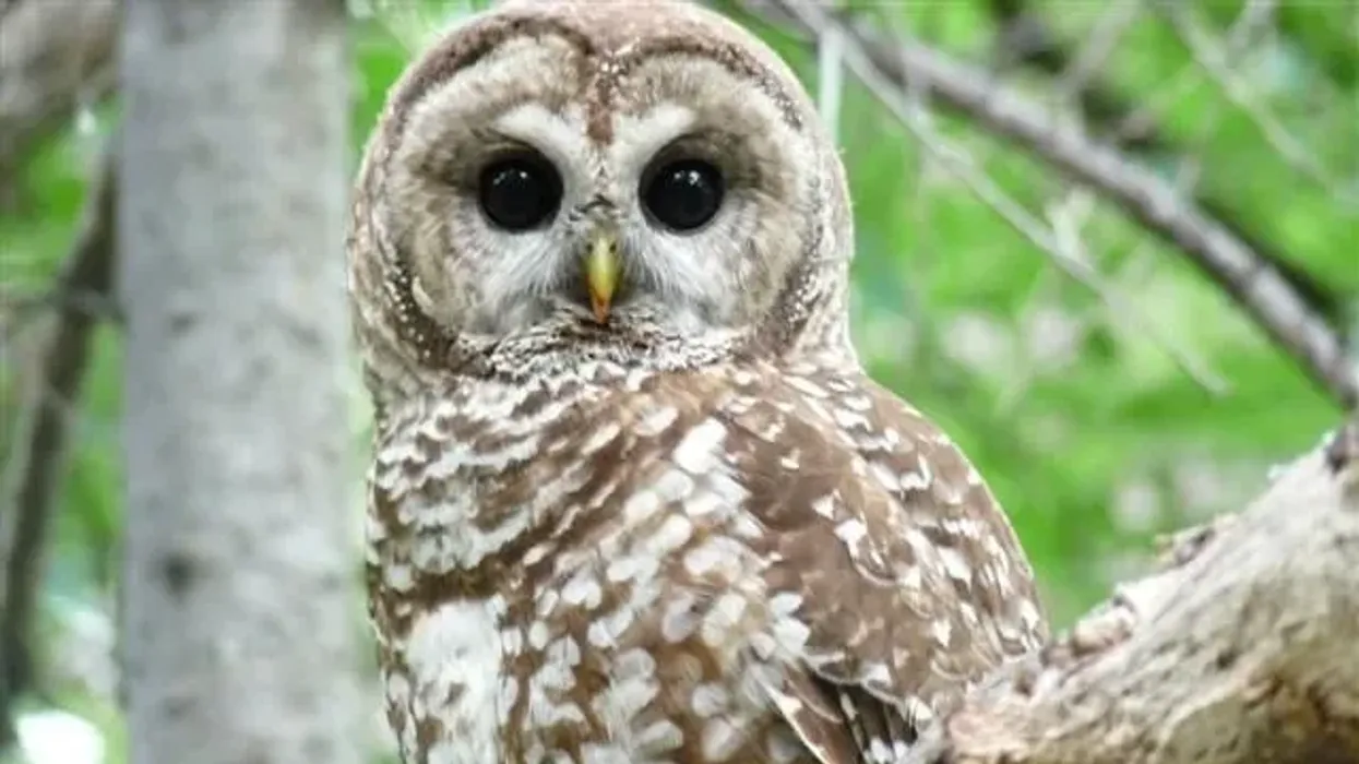 Mexican spotted owl facts for kids are educational!