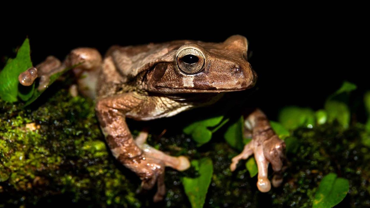 Mexican tree frog facts include that the female is larger than the male, laying eggs in a surface film on water.