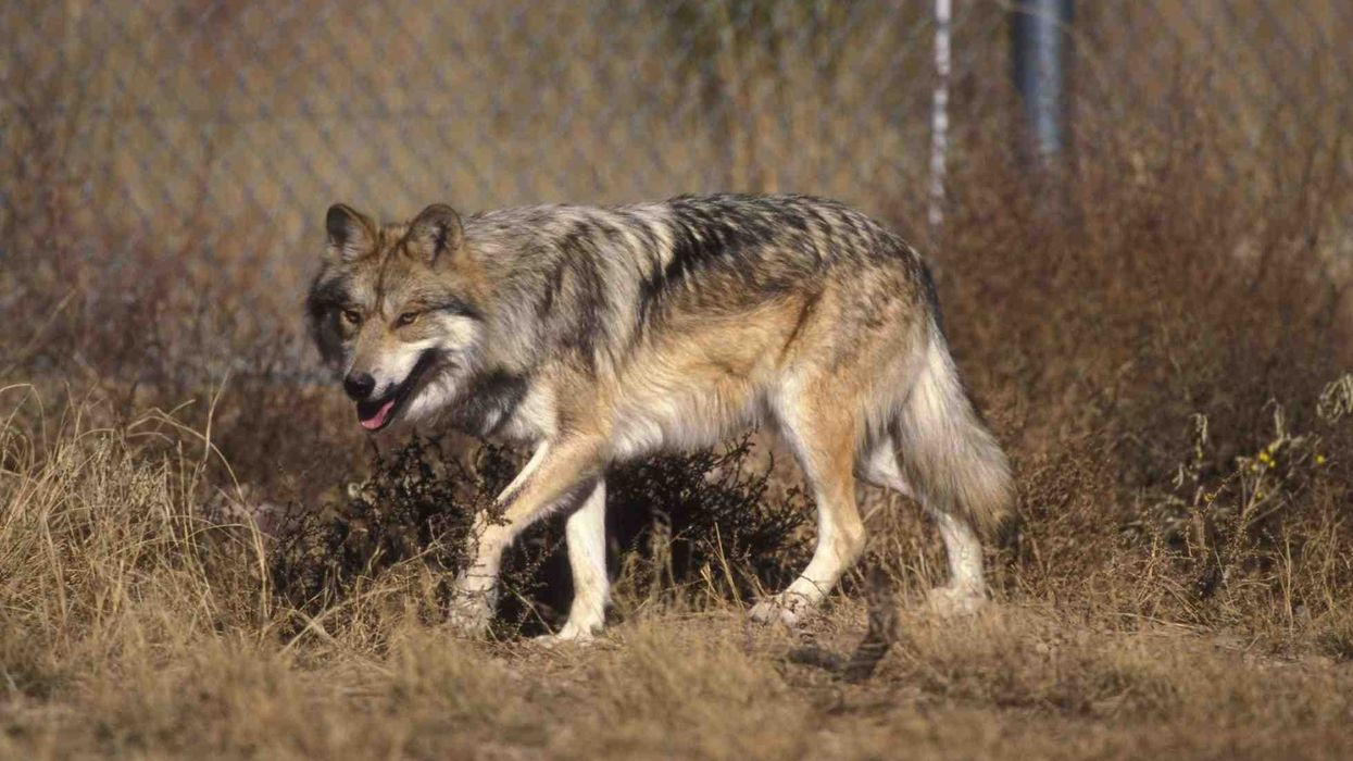 Mexican wolf facts are interesting.