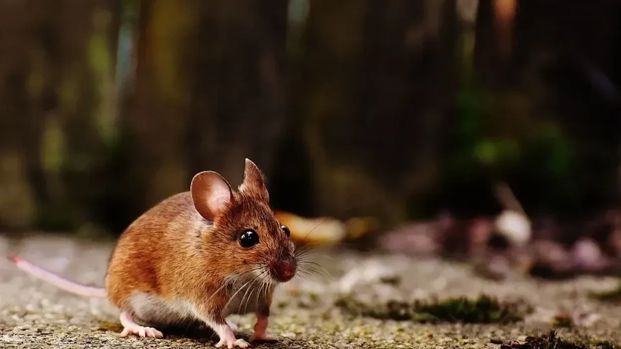 Mice animal facts are interesting to read.
