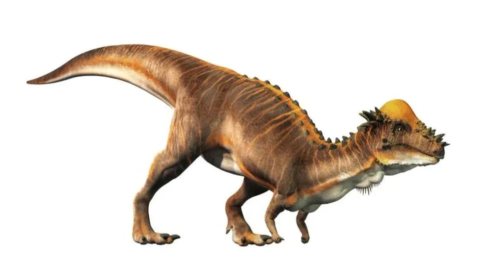 Micropachycephalosaurus facts include that this small thick-headed dinosaur is currently the smallest dinosaur ever found.