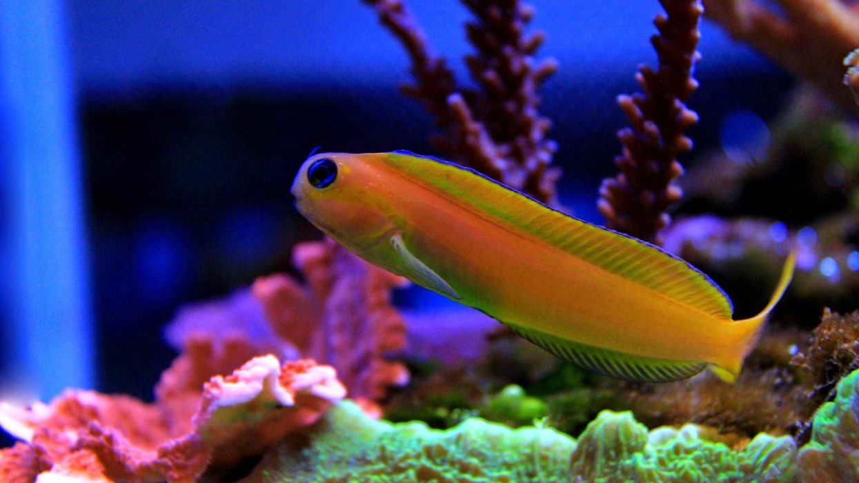 Midas Blenny facts are interesting to read.