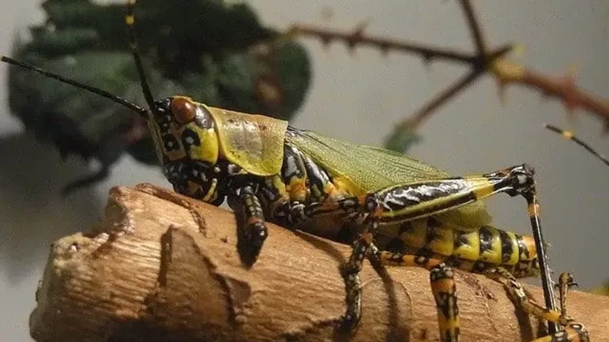 Migratory locust facts mention that they belong to the genus Locusta.