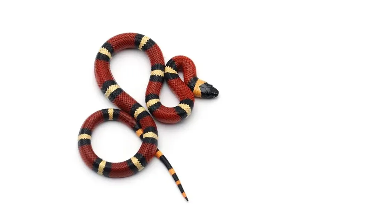 Milk Snake facts about a non-venomous snake that looks pretty similar to poisonous coral snakes.