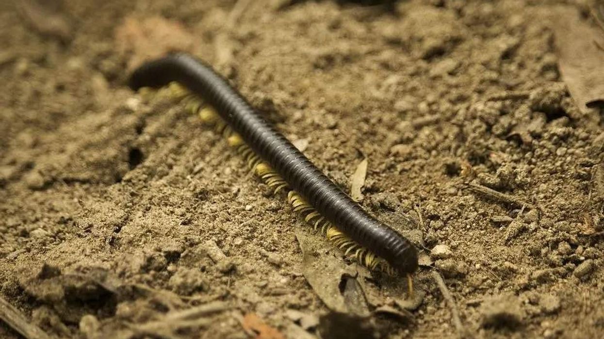 Millipede facts are all about the slithering arthropod with several pairs of legs.