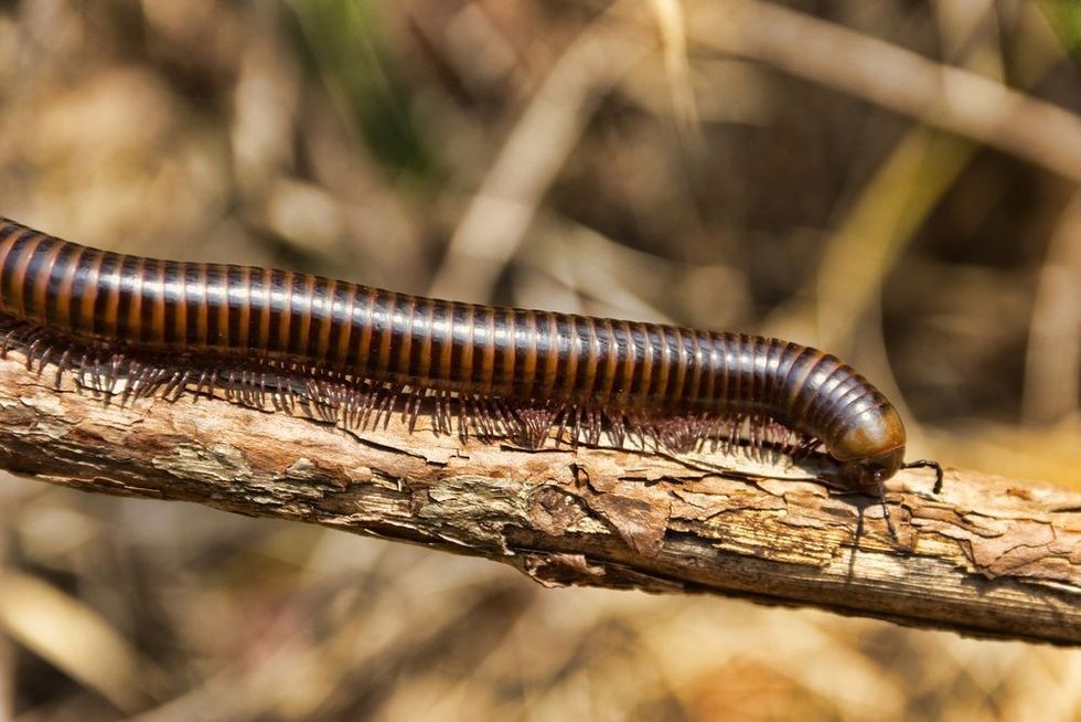 Millipede Spirostreptida Parilis from the coastal rainforest of Thailand