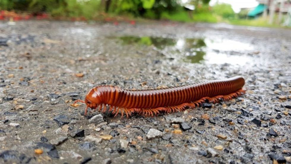 Millipede walking on ground in the rainy season